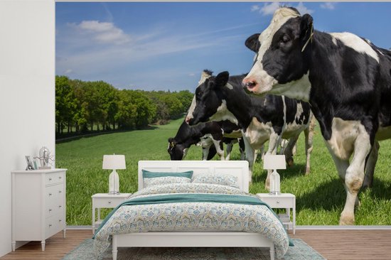 Papier peint - Papier peint photo Vache - Herbe - Pâturage - Largeur 375 cm x hauteur 240 cm