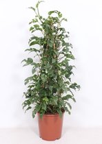 Kamerplant van Botanicly – Gatenplant – Hoogte: 110 cm – Monstera minima