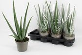 Kamerplant van Botanicly – Aloe Vera – Hoogte: 50 cm