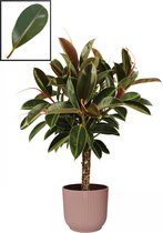 Mama's Planten - Ficus Elastica ‘Melany’ In ELHO Vibes Fold Rond Sierpot  (delicaat Roze) - Vers Van De Kweker - ↨ 90cm - ⌀ 22cm