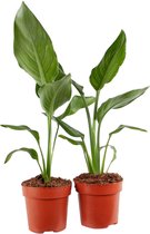 FloriaFor - Duo Strelizia Reginea - - ↨ 35cm - ⌀ 12cm