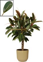 Ficus Elastica ‘Melany’ in ELHO Vibes Fold Rond sierpot  (botergeel) – ↨ 90cm – ⌀ 22cm