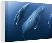 Toile Peinture Baleine - Plongeur - Mer - 30x20 cm - Décoration murale