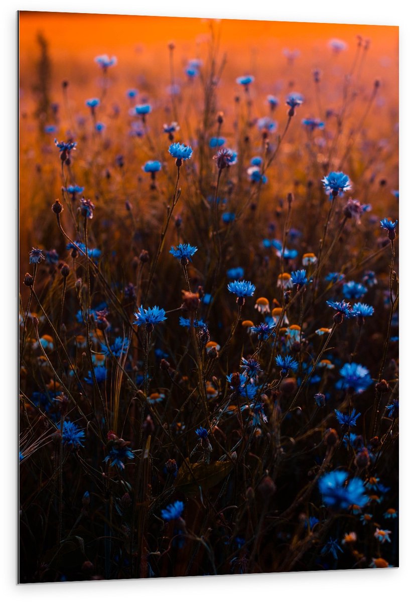 Dibond - Blauwe Bloemetjesstruik - 80x120cm Foto op Aluminium (Met Ophangsysteem)