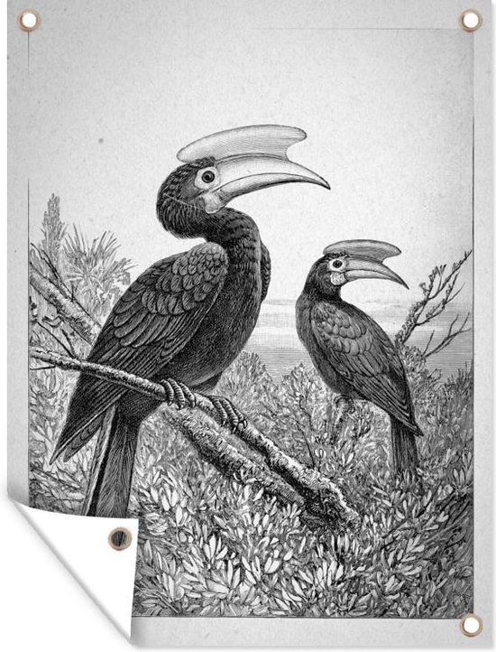 Tuin decoratie Een antieke illustratie van twee neushoornvogels - zwart wit - 30x40 cm - Tuindoek - Buitenposter