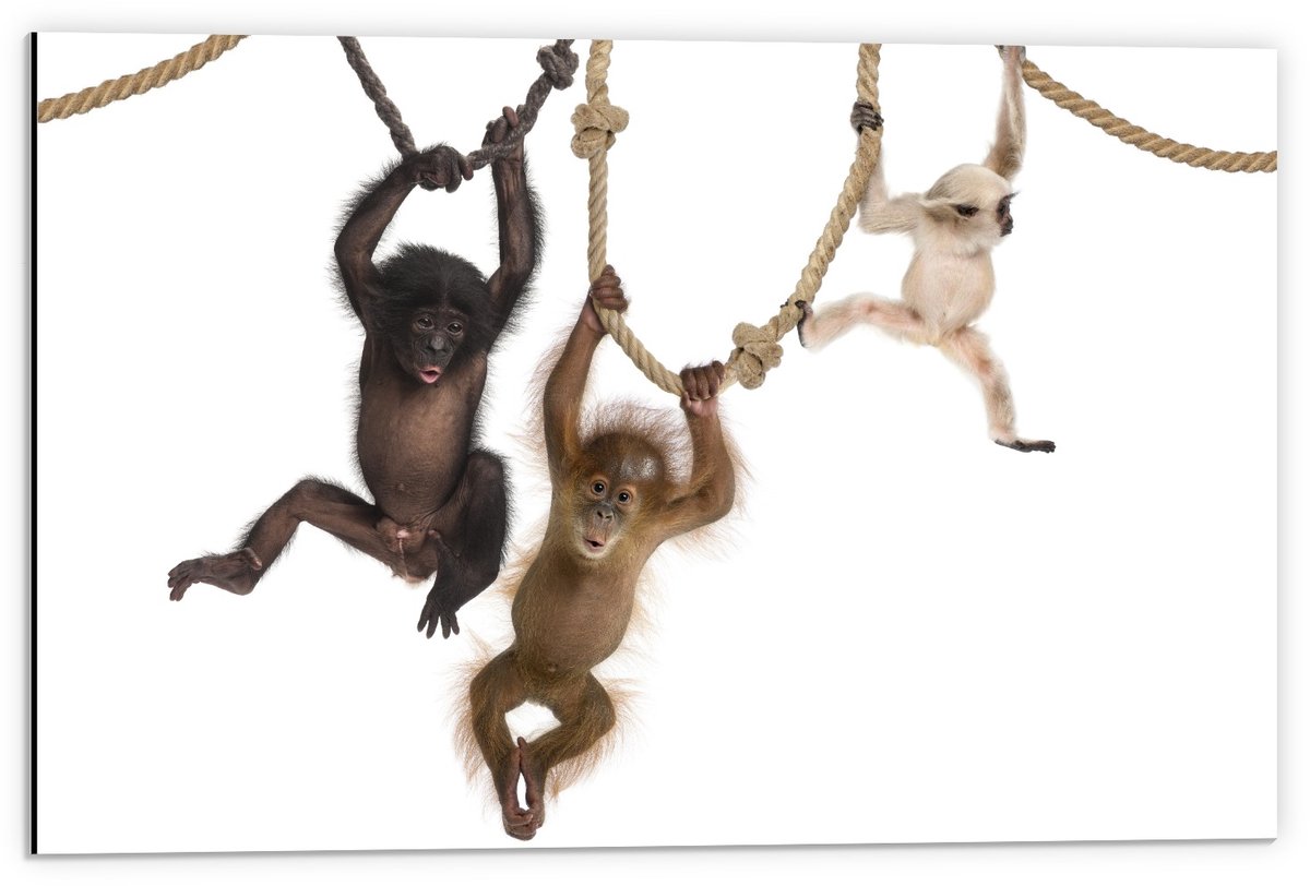 Dibond - Slingerende Baby Aapjes - 60x40cm Foto op Aluminium (Wanddecoratie van metaal)