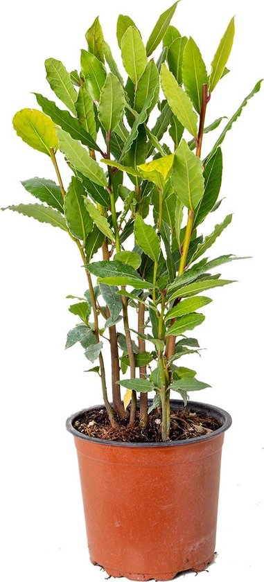 Laurier | Laurus nobilis - Buitenplant Van kwekerspot 15 cm - cm ↕30-40