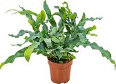 Blauwvaren | Phlebodium per stuk - Luchtzuiverende kamerplant in kwekerspot ⌀12 cm - ↕30 cm