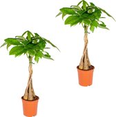Geldboom | Pachira Aquatica per 2 stuks- Kamerplant in kwekerspot ⌀21 cm - ↕80-90 cm