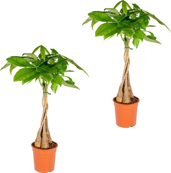 Bloomique - Set van 2 - Pachira Aquatica - Geldboom - Watercacao - Kamerplanten -...