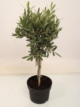 Kamerplant van Botanicly – Olijf boom – Hoogte: 65 cm – Olea europeae