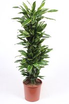Kamerplant van Botanicly – Drakenboom – Hoogte: 150 cm – Dracaena Golden Coast