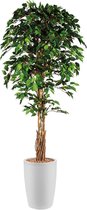 HTT - Kunstplant Ficus in Genesis rond wit H210 cm