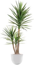 HTT - Kunstplant Yucca in Eggy wit H175 cm