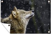 Tuindecoratie Wolf - Sneeuw - Bruin - 60x40 cm - Tuinposter - Tuindoek - Buitenposter