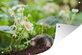 Tuindecoratie Dier - Tuin - Mol - 60x40 cm - Tuinposter - Tuindoek - Buitenposter
