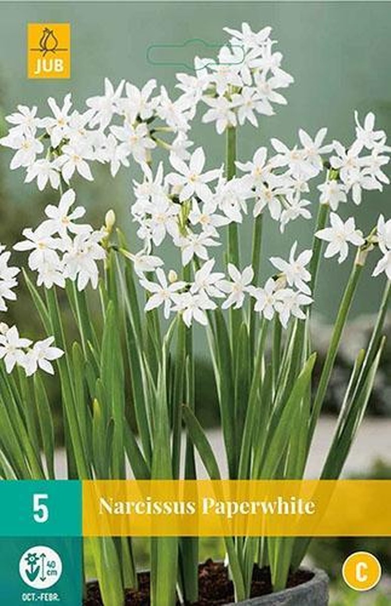 5 POTNARCIS PAPERWHITE 15/16