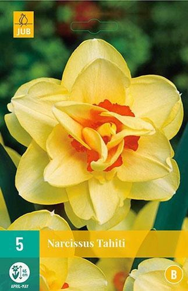 X 5 Narcissus Tahiti