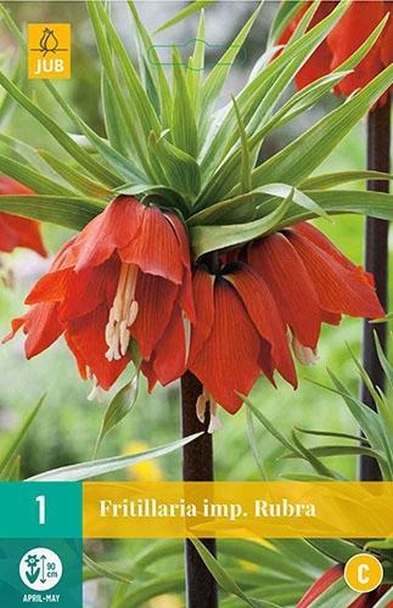 Jub Holland - bloembollen - Fritillaria imp. Rubra - Keizerskroon - 1 zakje van 1 stuk