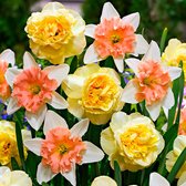 7x Dubbelbloemige narcissen - Narcissus - Mix 'Design' - geel-roze - 7 bollen - Ø12cm