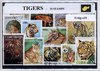 Afbeelding van het spelletje Tijgers – Luxe postzegel pakket (A6 formaat) : collectie van 25 verschillende postzegels van tijgers – kan als ansichtkaart in een A6 envelop - authentiek cadeau - kado - geschenk - kaart - Panthera tigris - katachtigen - strepen - leeuw - roofdier