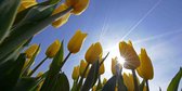 Fotobehang gele Tulpen met tegenlicht zon 250 x 260 cm