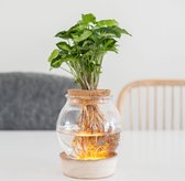 Syngonium met Bolglas+LED - Lichtplantje met vaasje - Plantje op water - Hydroponie - ↑ 30-40cm - Pot-Ø15