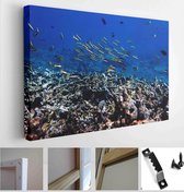 Sea fish with corals in sea, underwater landscape with sea life, underwater photography - Modern Art Canvas - Horizontal - 1949083183 - 40*30 Horizontal