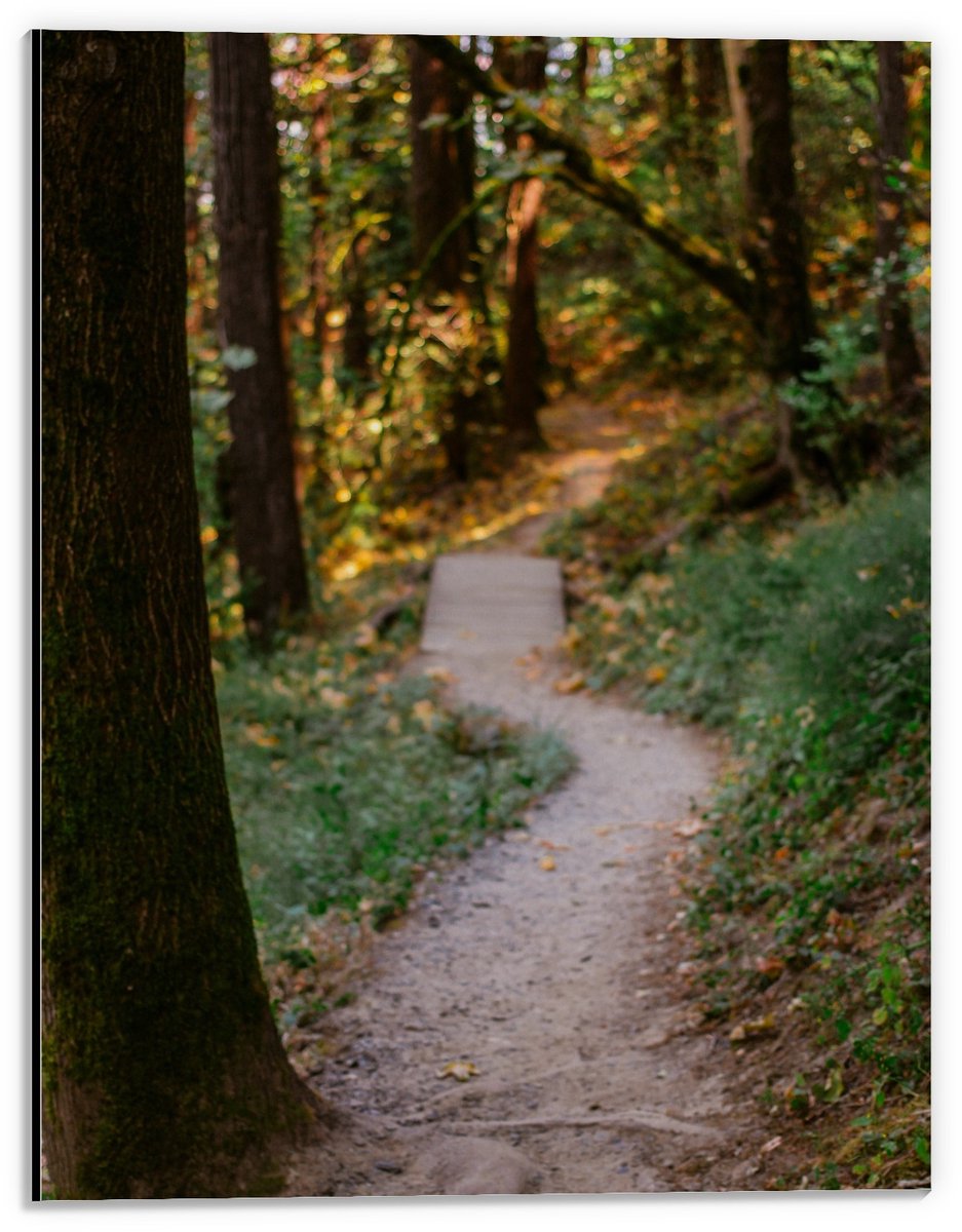 KuijsFotoprint Dibond - Pad in Bos met Bruggetje - 30x40cm Foto op Aluminium (Wanddecoratie van metaal) Groen