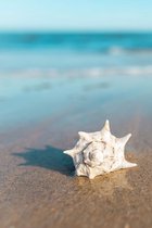 Plexiglas Schilderij Tropical Shell