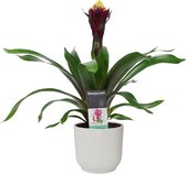 Bloem van Botanicly – Guzmania in witte ELHO plastic pot als set – Hoogte: 55 cm – Guzmania Alto