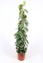 Kamerplant van Botanicly – Philodendron scandens – Hoogte: 150 cm
