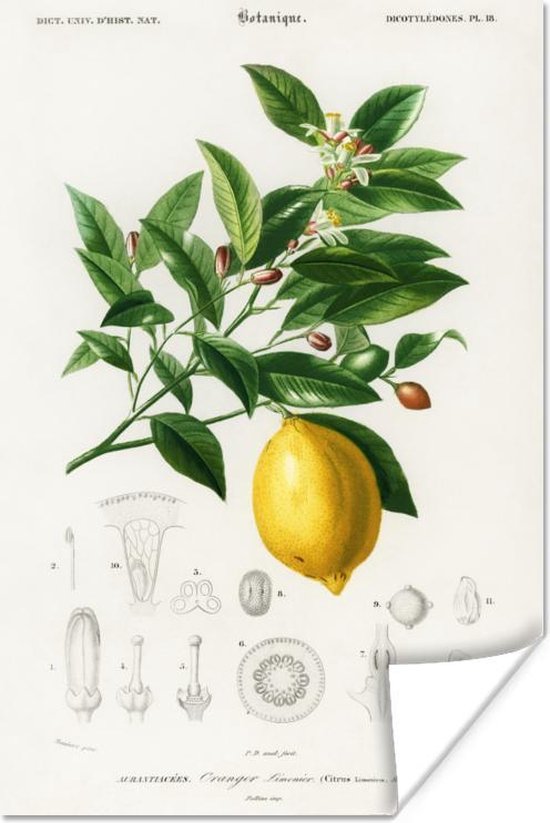 Affiche Citroen - Branche - Feuilles - 60x90 cm