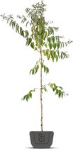 Zevenzonenboom | Heptacodium miconiodes | Stamomtrek: 4-6 cm