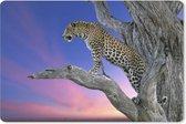 Muismat Roofdieren - Close-up luipaard in de boom muismat rubber - 27x18 cm - Muismat met foto