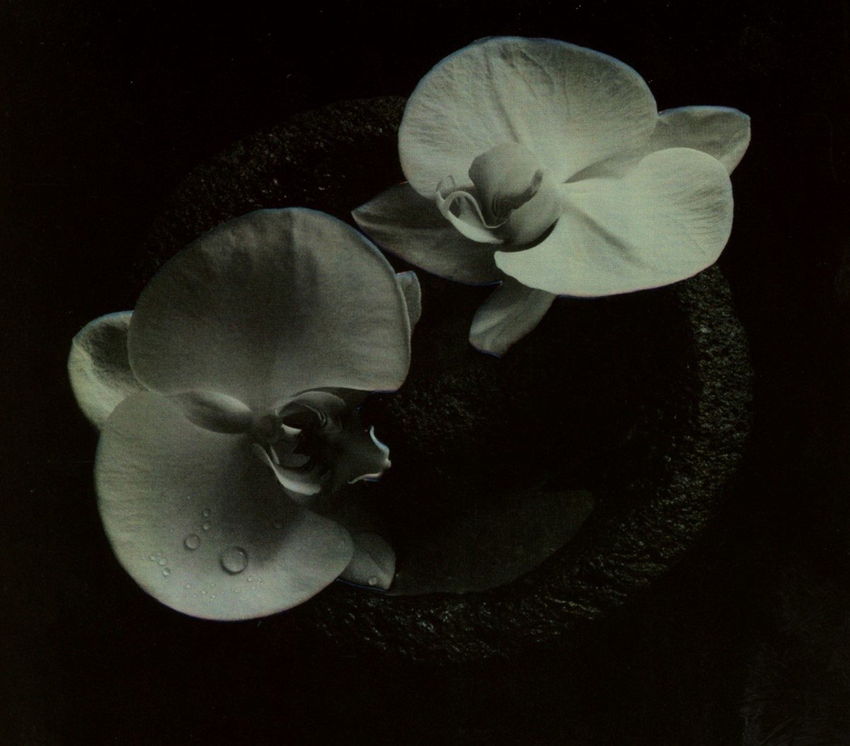 Mike Patton & Jean-Claude Vannier - Corpse Flower (CD)