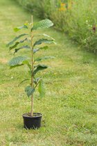 Jonge Pawpaw boom | Asima triloba | 60-80cm hoogte