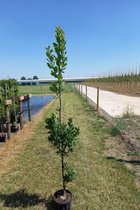 Jonge Zuilvormige Eikenboom | Quercus robur 'Fastigiate Koster' | 100-150cm hoogte