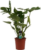 Monstera Deliciosa 'Gatenplant' - Hoogte: ↑ 70 cm - Diameter pot: Ø 21 cm - Merk: Decorum