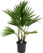 Livistona rotundifolia - Hoogte: ↑ 100 cm -