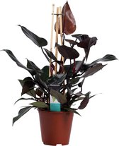 Philodendron Ruby - Hoogte: ↑ 70 cm - Half-schaduw - Waterbehoefte: Gemiddeld - diameter pot: 19 cm