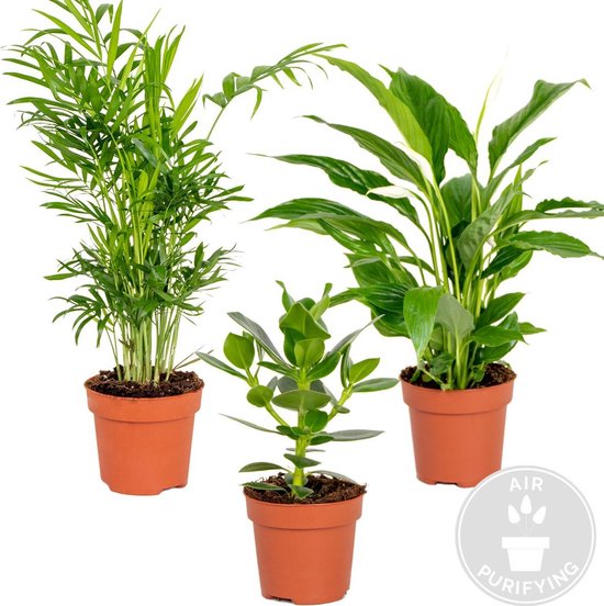 3x Slaapkamerplanten mix | Lepelplant - Chamaedorea - Clusia | Kwekerspot ⌀12 cm - ↕20-45 cm