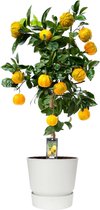 FloraExpert - Citrus - 85 Cm - Ø 25