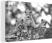 Canvas Schilderij Drie luipaard welpen - zwart wit - 90x60 cm - Wanddecoratie