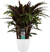 Hellogreen Kamerplant - Calathea Elgergrass - 50 cm - Elho Brussels wit