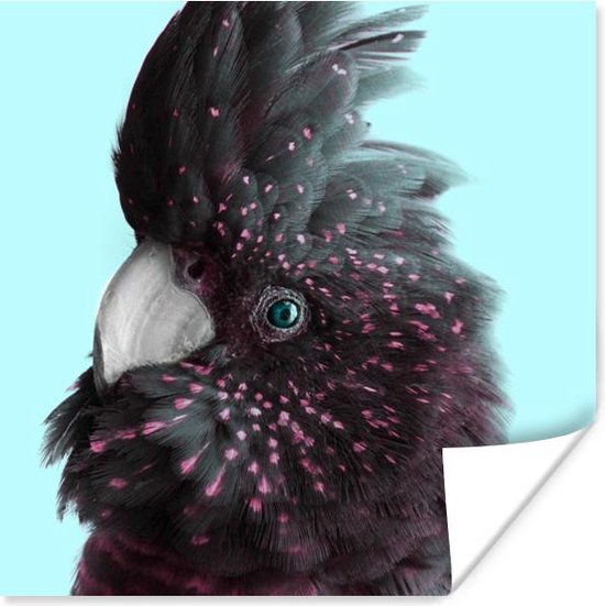 Poster Kaketoe - Blauw - Zwart - 75x75 cm