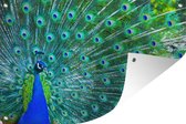 Muurdecoratie Pauw - Blauw - Dieren - 180x120 cm - Tuinposter - Tuindoek - Buitenposter