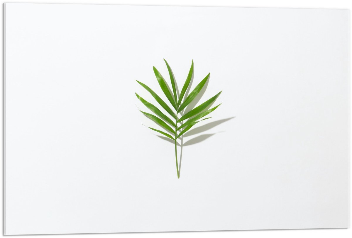 KuijsFotoprint Acrylglas - Groen Blaadje met Witte Achtergrond - 90x60cm Foto op Acrylglas (Met Ophangsysteem)