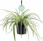 Kamerplant van Botanicly – Graslelie – Hoogte: 25 cm – Chlorophytum comosum