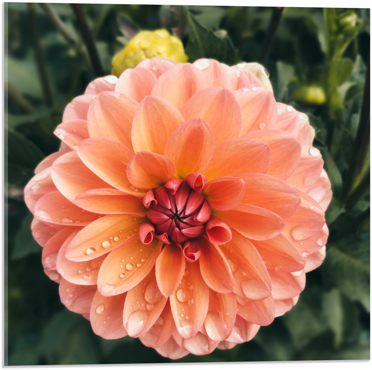 KuijsFotoprint Acrylglas - Dahlia Bloem tussen Groen - 50x50cm Foto op Acrylglas (Met Ophangsysteem) Rood
